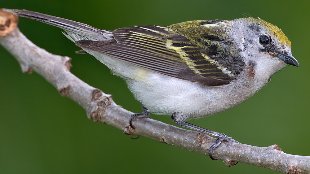 chestnut-sided warbler (Setophaga pensylvanica) [female]