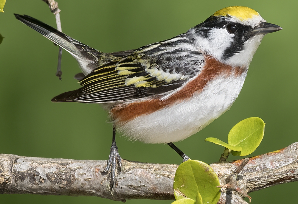 chestnut-sided warbler (Setophaga pensylvanica) [male] 