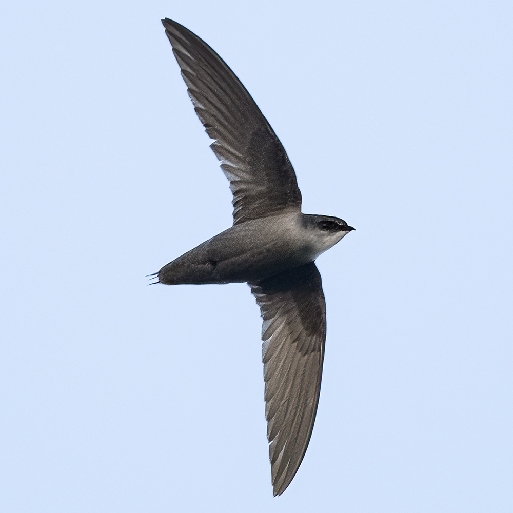 chimney swift in flight