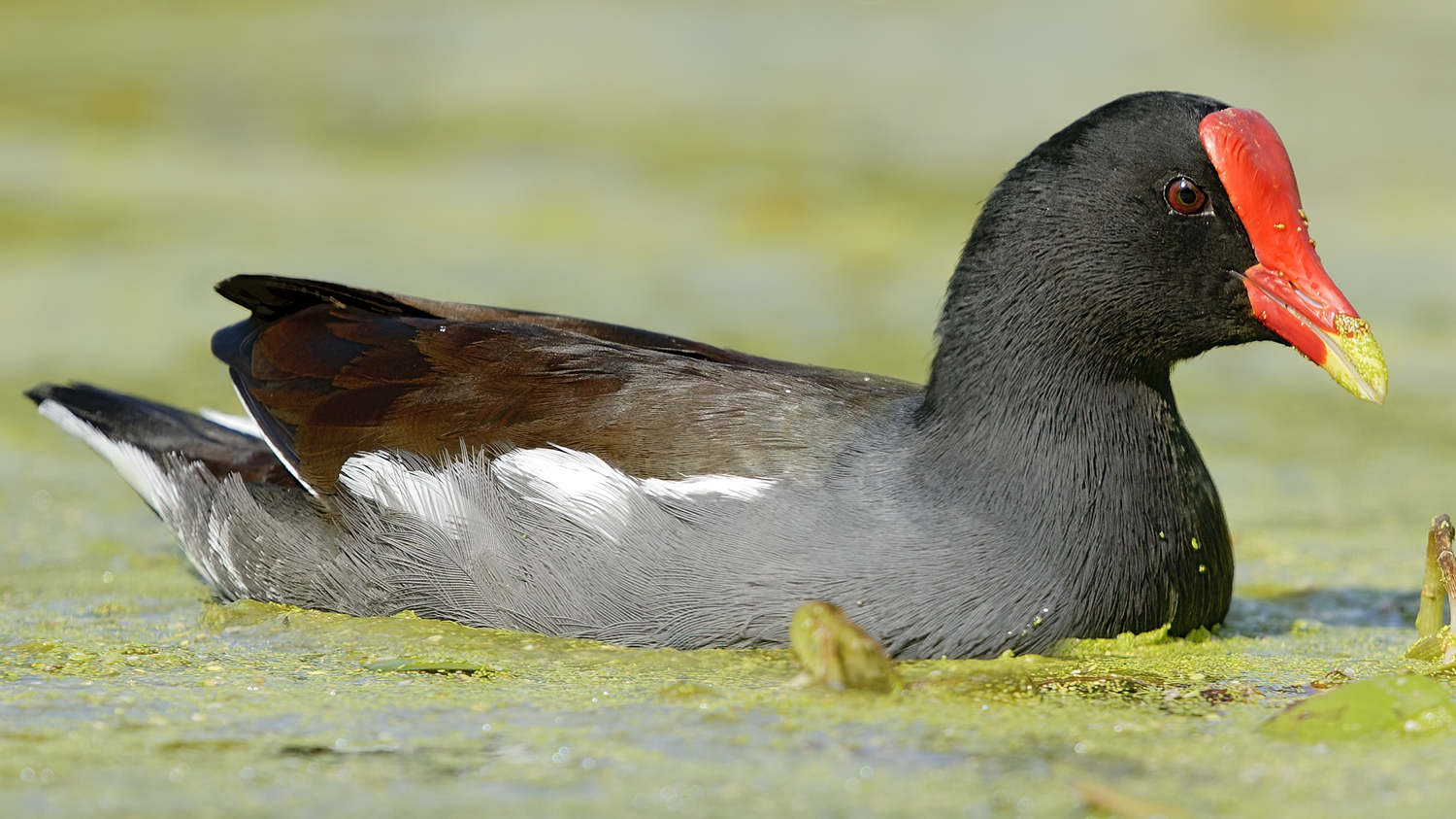 WABCommonGallinule-P5.jpeg