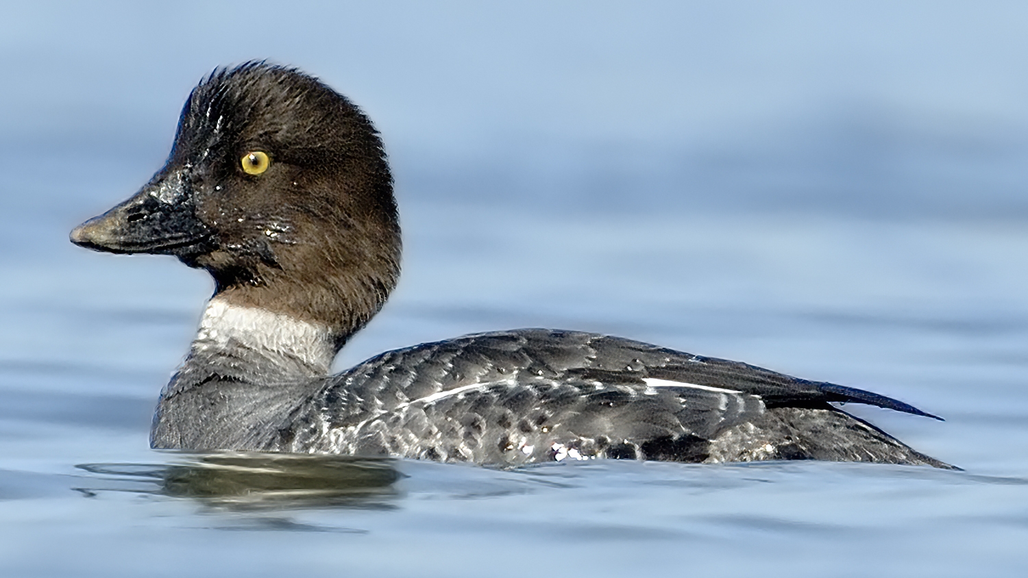 common goldeneye female
