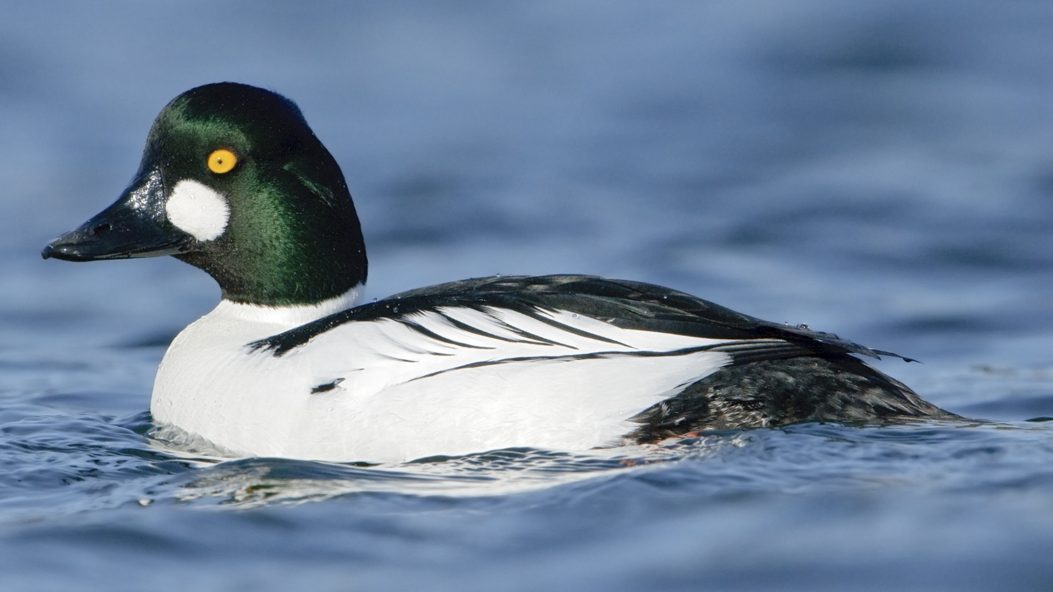 WABCommonGoldeneyeMale.JPG