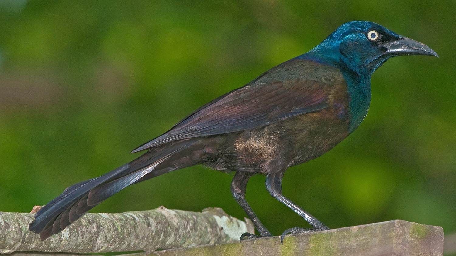 WABCommonGrackle.JPG