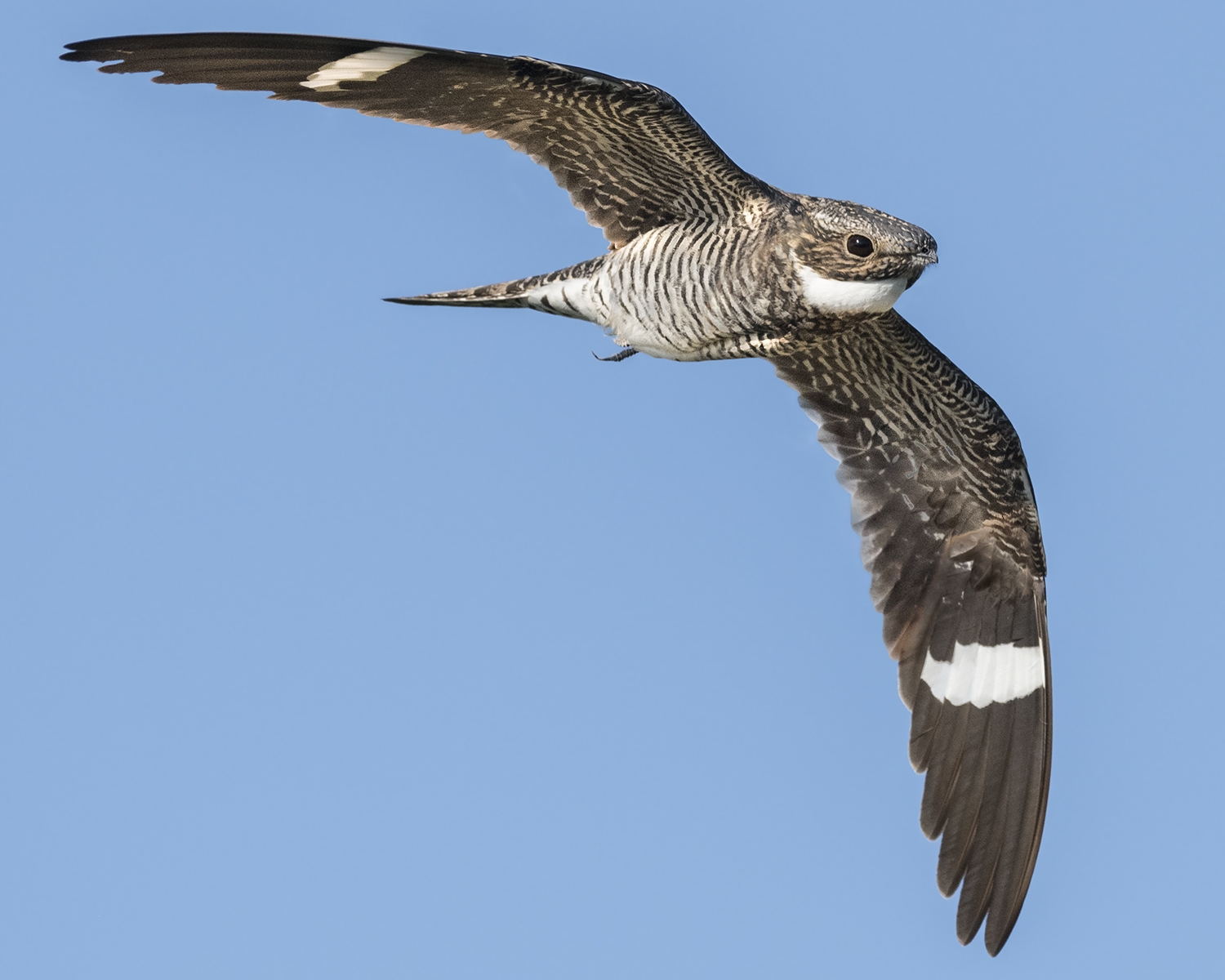 common nighthawk in flight