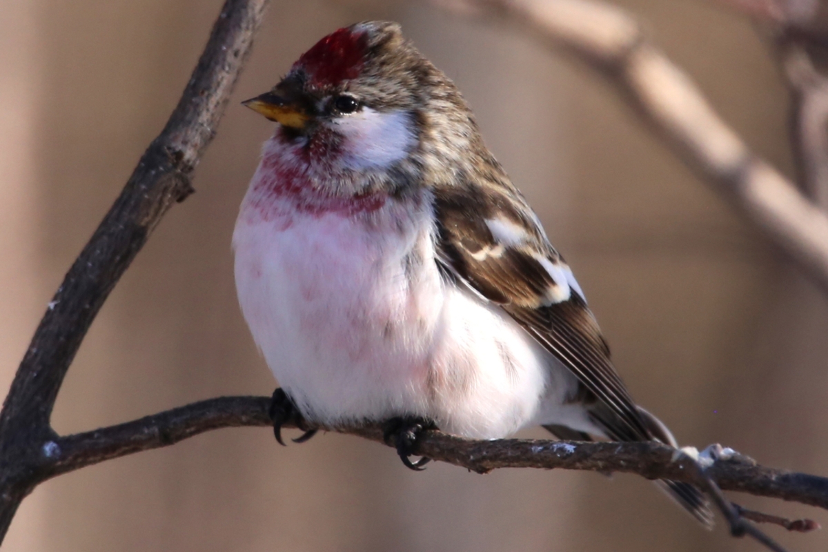 Common Redpoll Vs House Finch