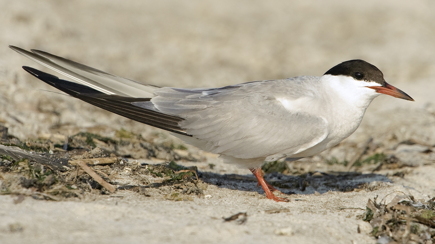 P8190932tern aerial 081921aaa.jpg