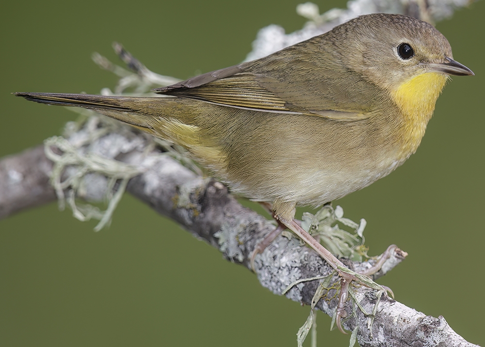 common yellowthroat (Geothlypis trichas) [female]