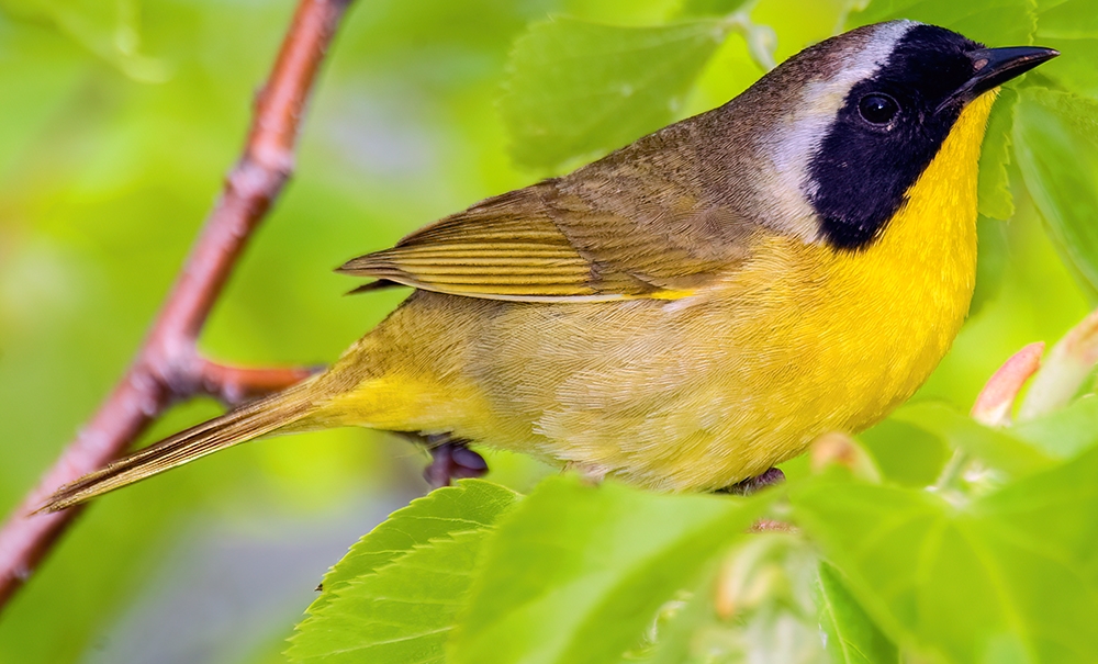 WABCommonYellowthroat-DWB.jpg