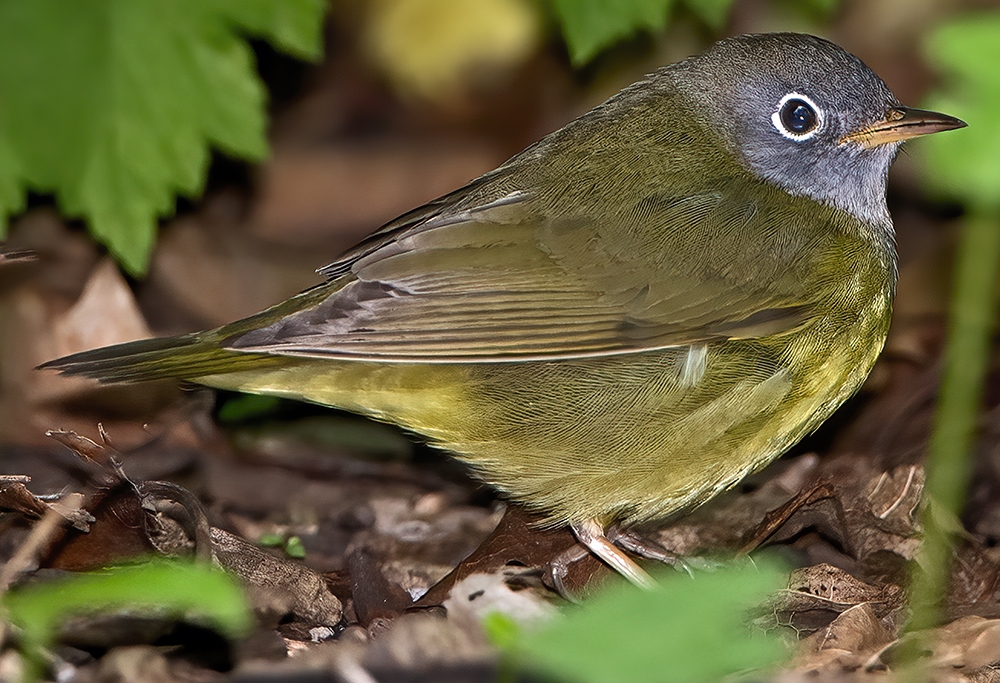 Connecticut warbler (Oporornis agilis)