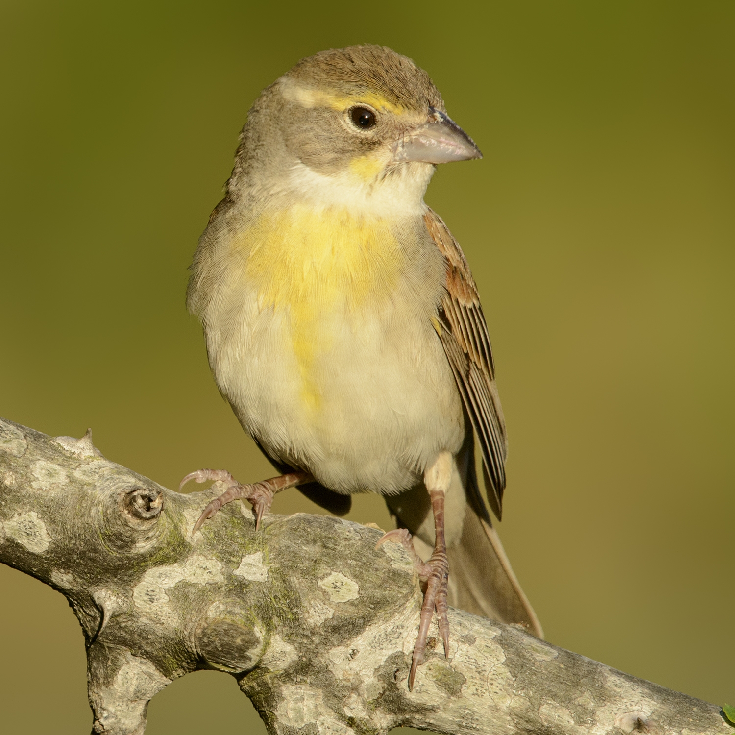 dickcissel female perched