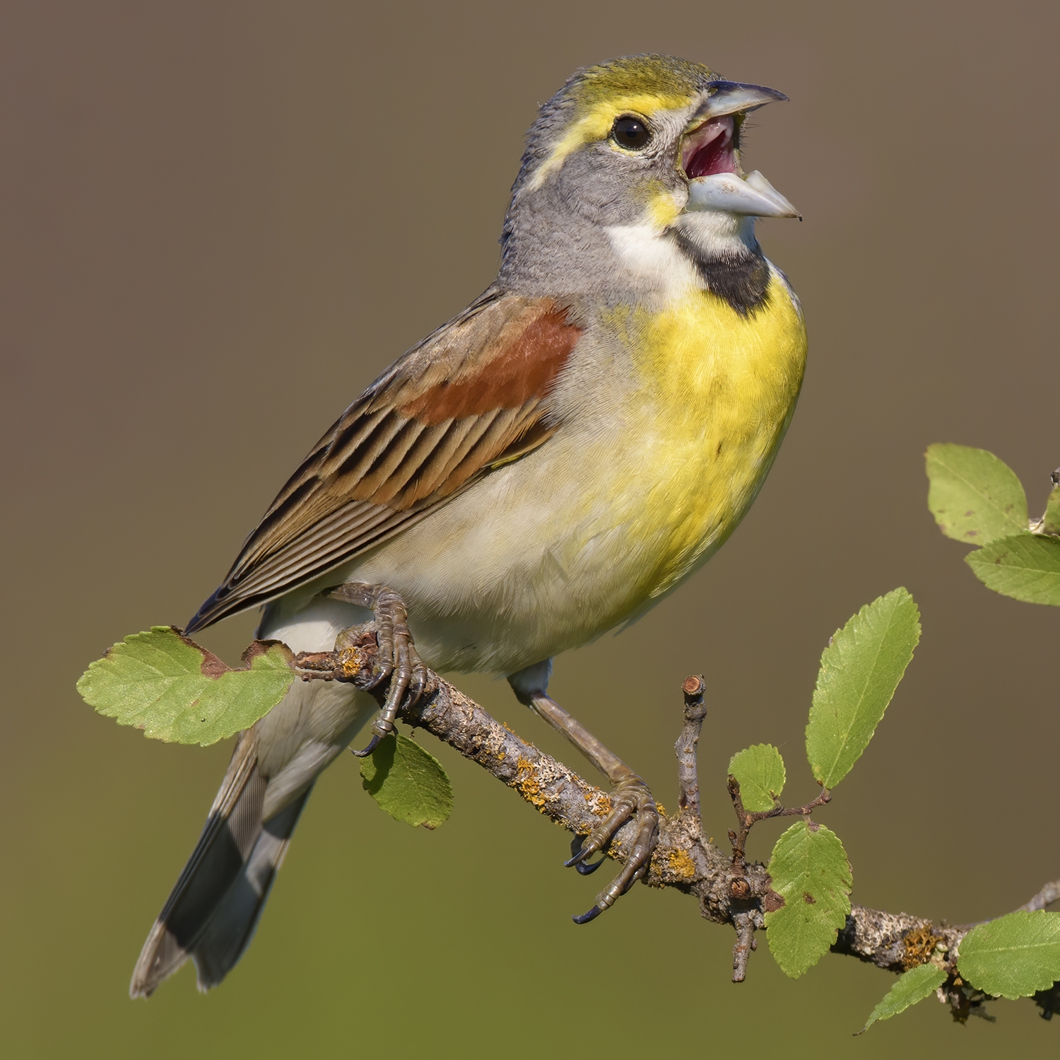 dickcissel male singing