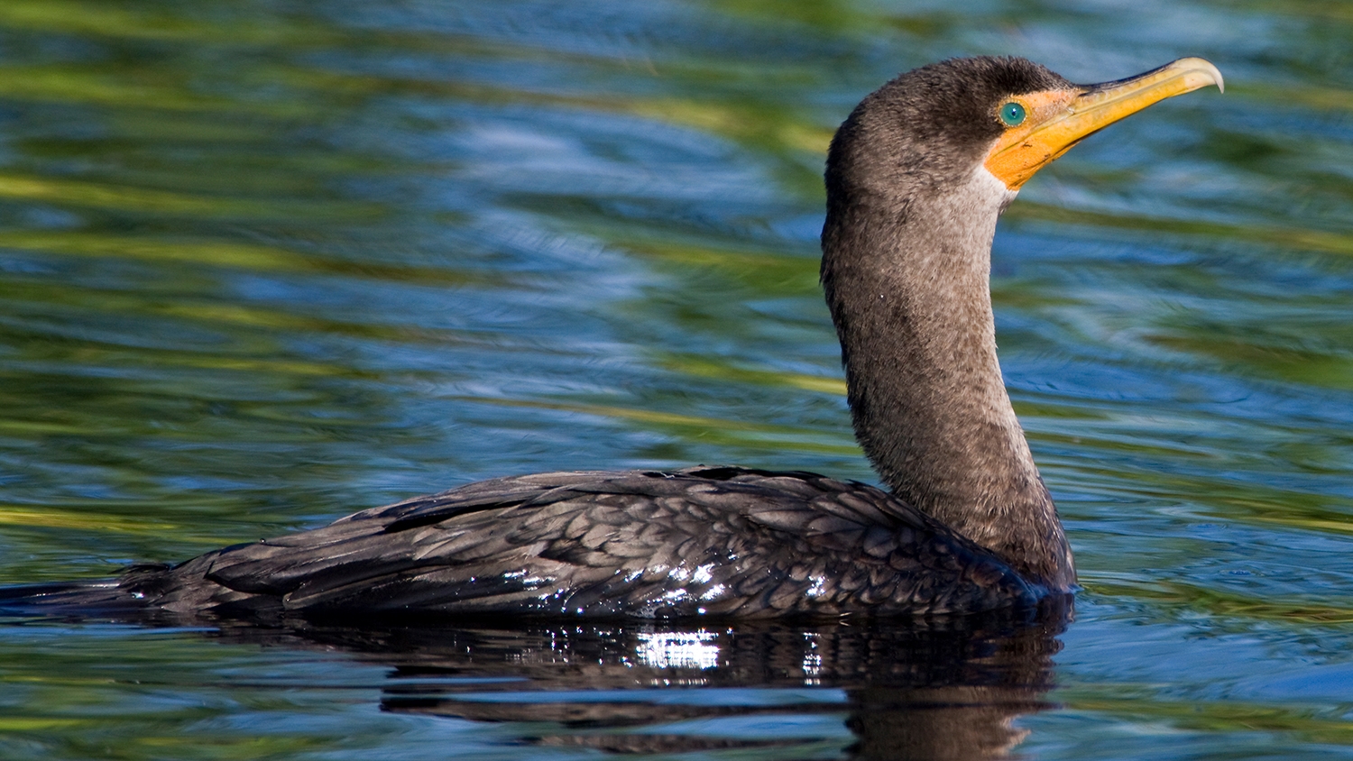 WABDoublecrestedCormorant-MKR.jpg