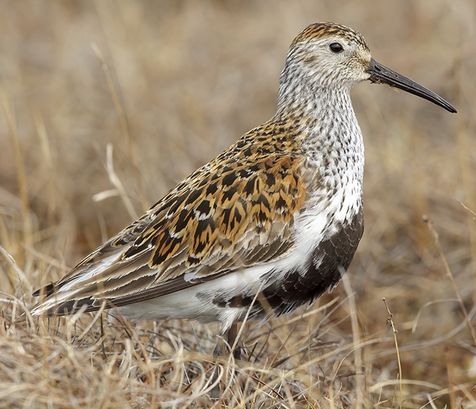 WABDunlin-BS.jpg