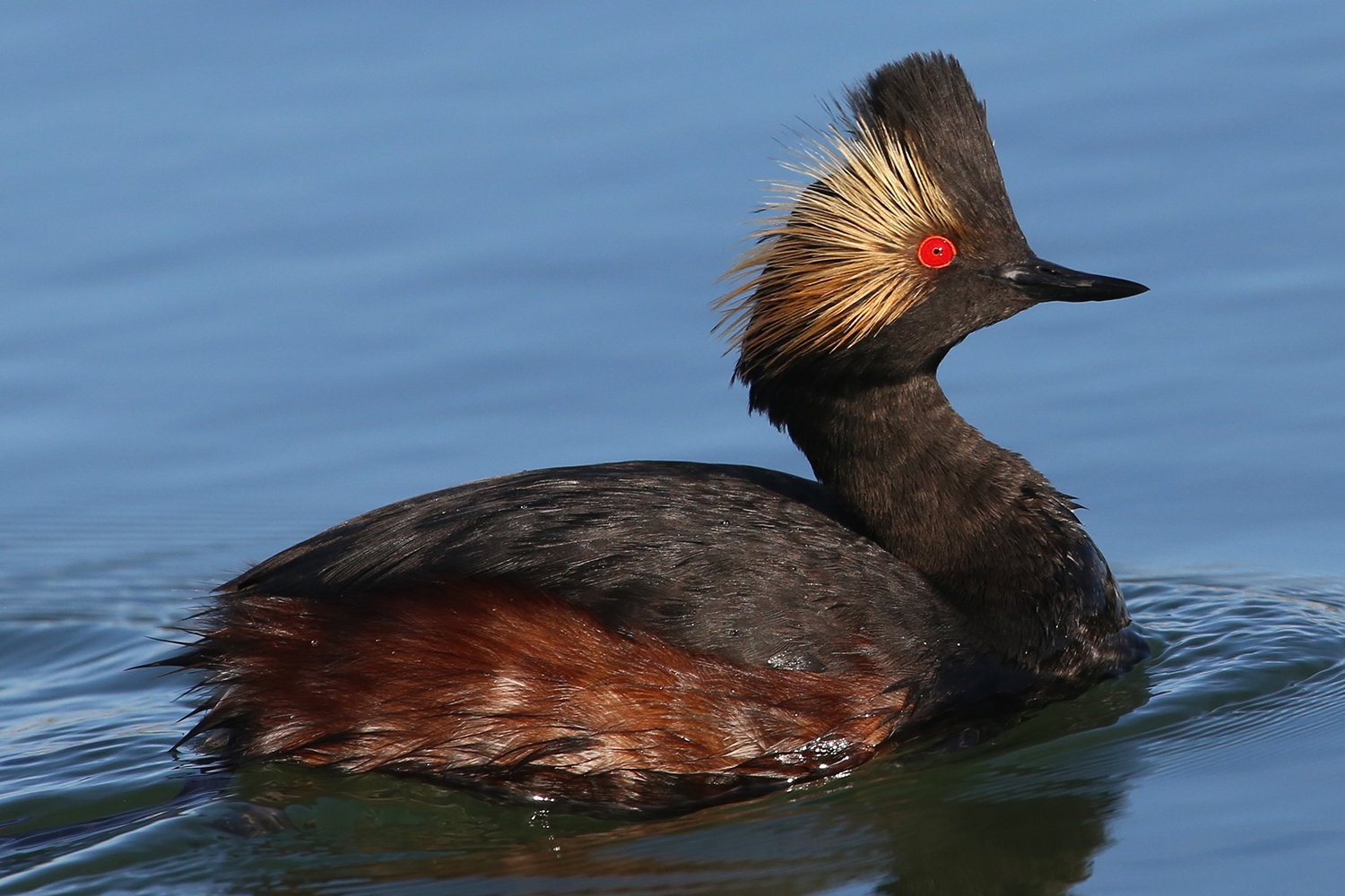 WABEaredGrebe-BT.jpg