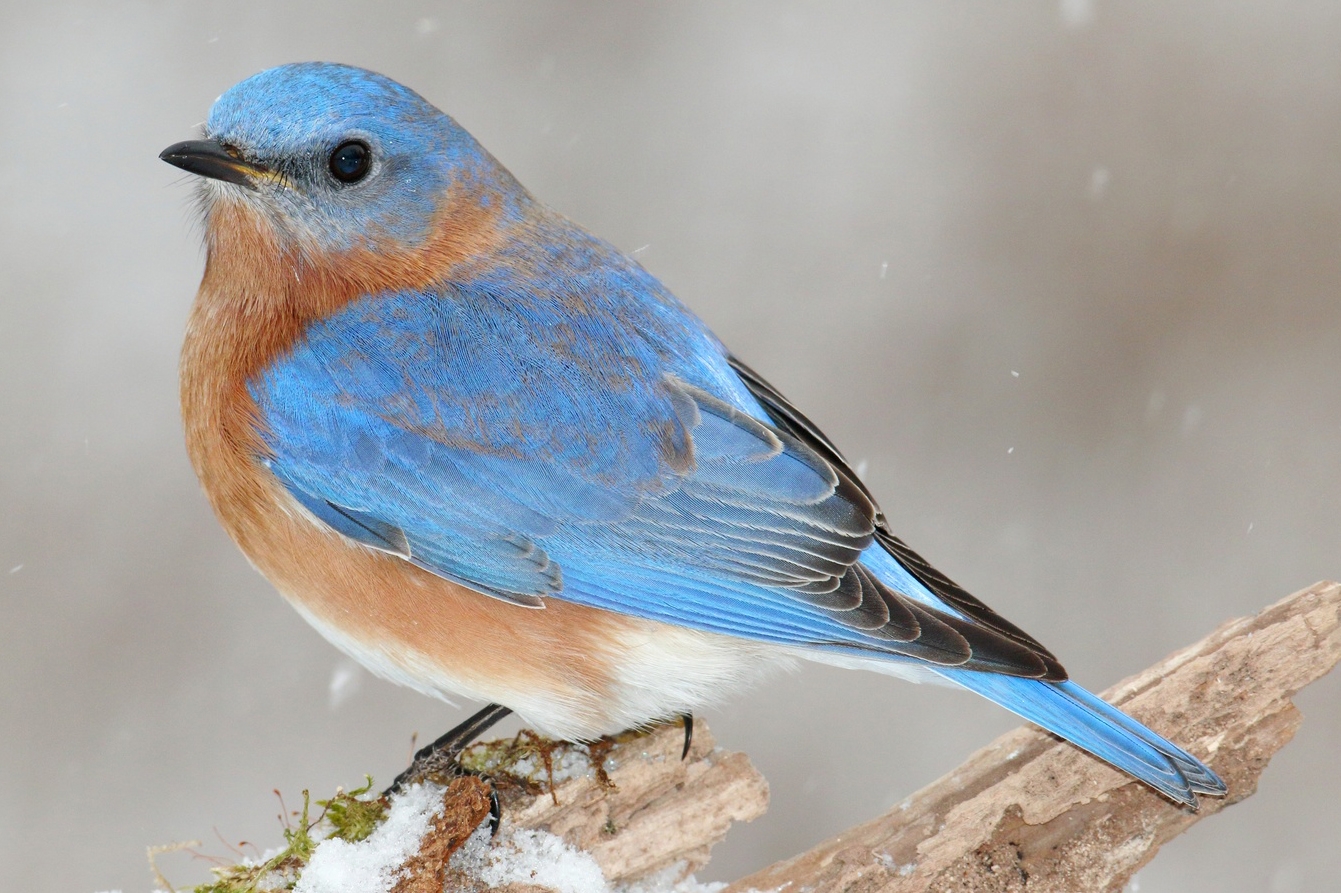 Male Eastern Bluebird (Sialia sialis) on a snow covered perch