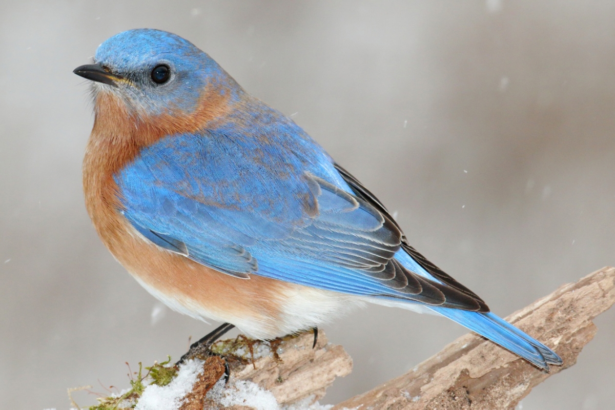 eastern bluebird