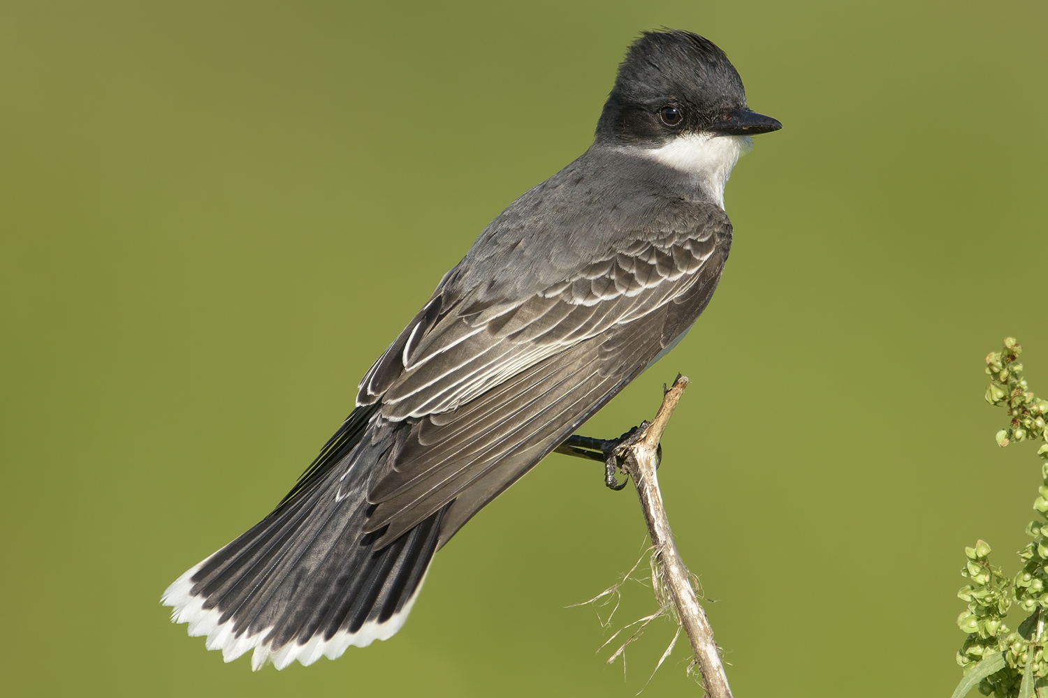 eastern kingbird (Tyrannus tyrannus)