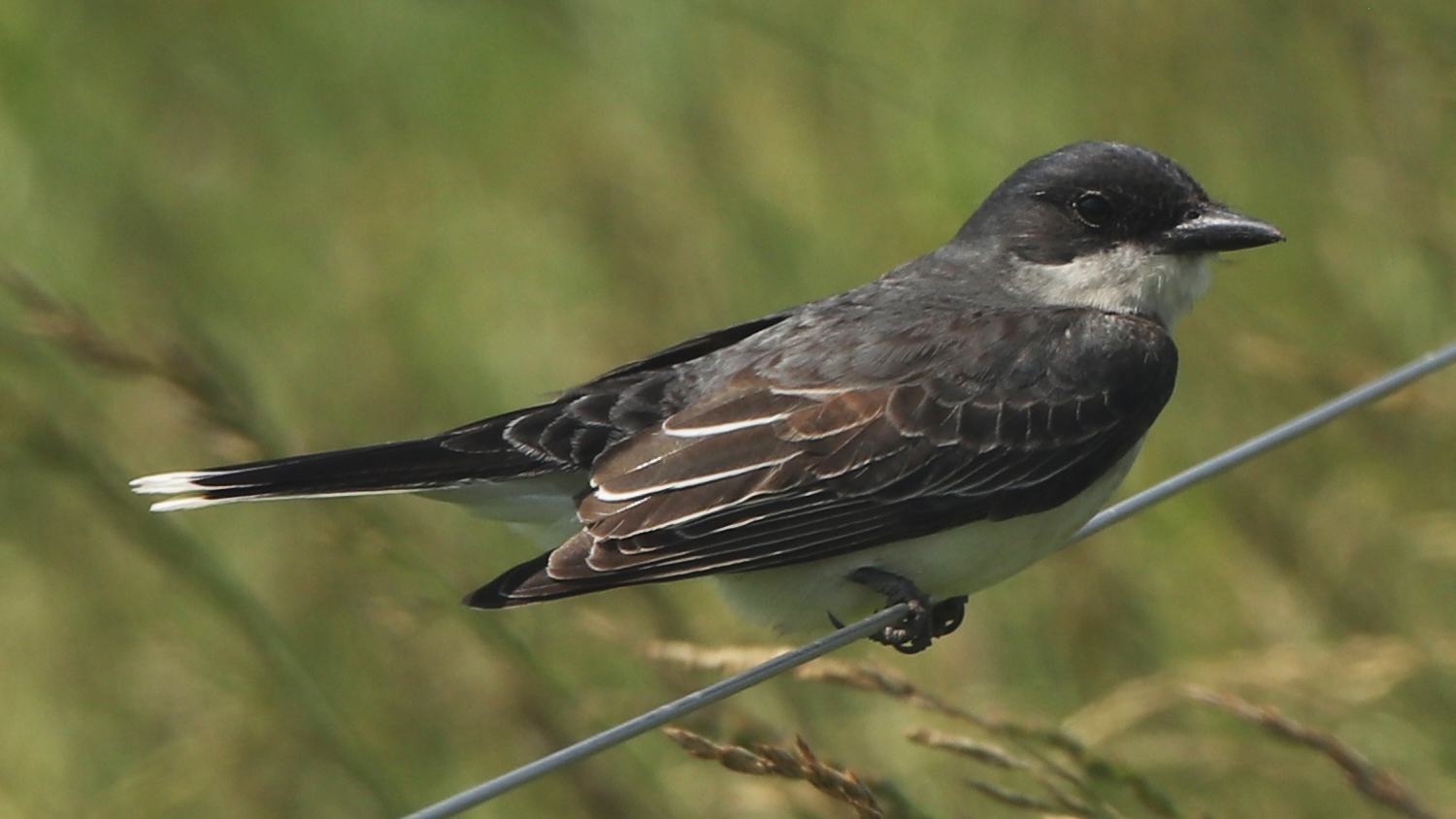 eastern kingbird (Tyrannus tyrannus)