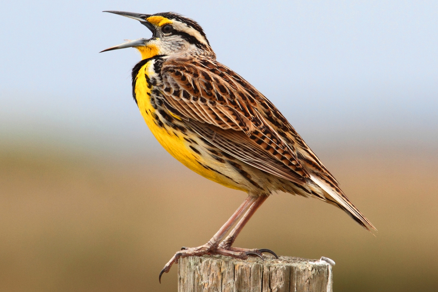 eastern meadowlark (Sturnella magna) Photo provided by SteveByland/pond5.com