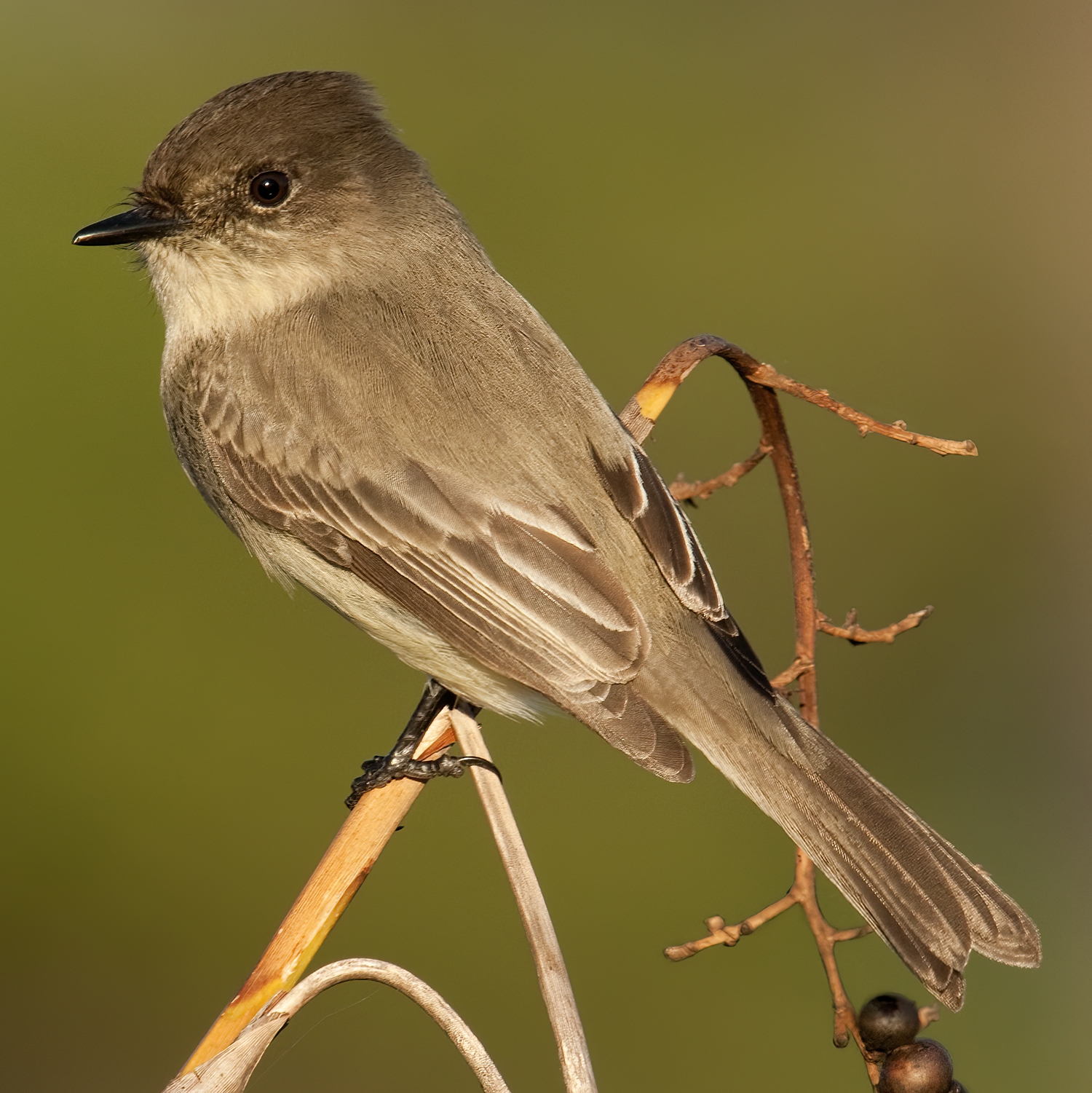 eastern phoebe perched on a weed of sorts