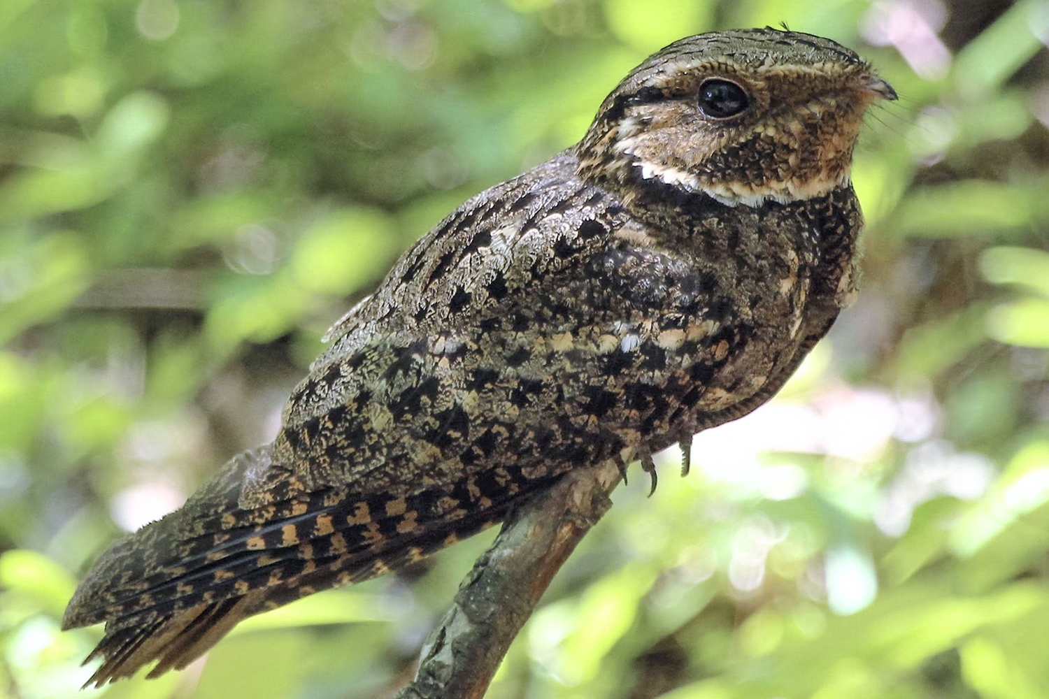 WABEasternWhippoorwill-MO.jpg