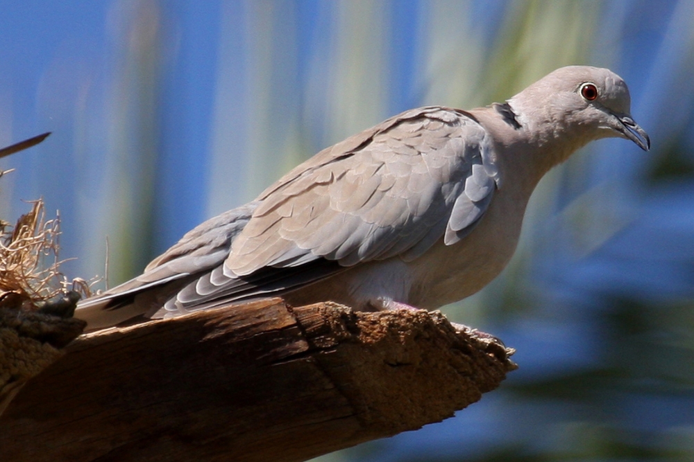 WABEurasianCollareddove-BT.jpg