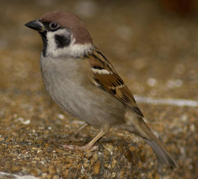 WABEurasianTreeSparrow-MO.jpg