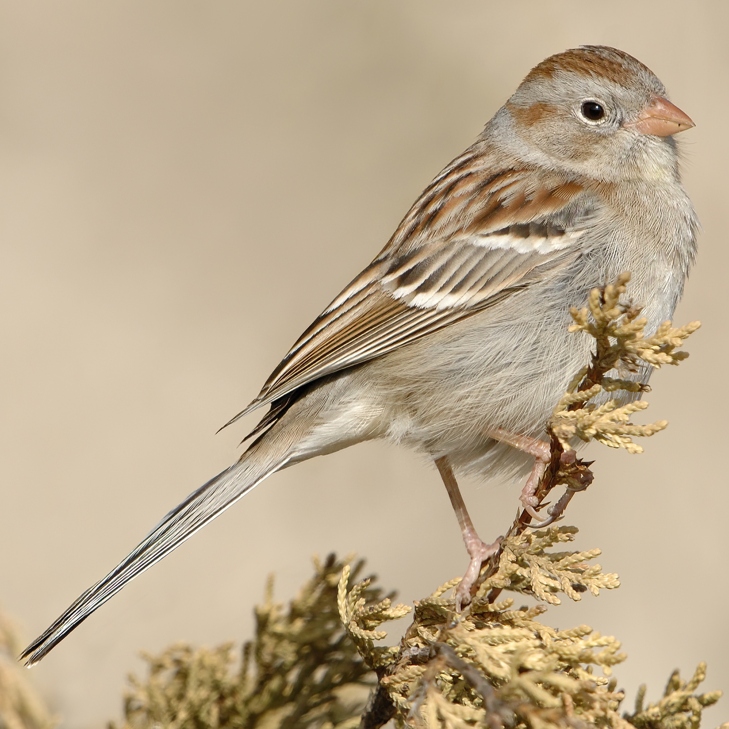 field sparrow perched on a small bush