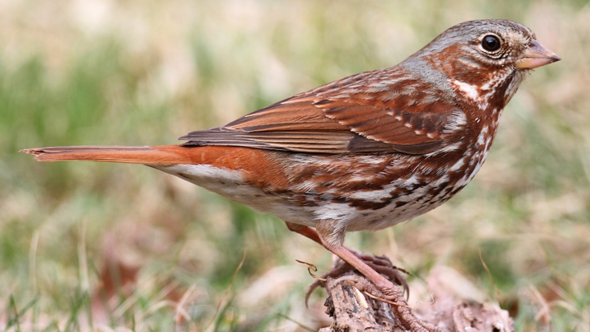 fox sparrow