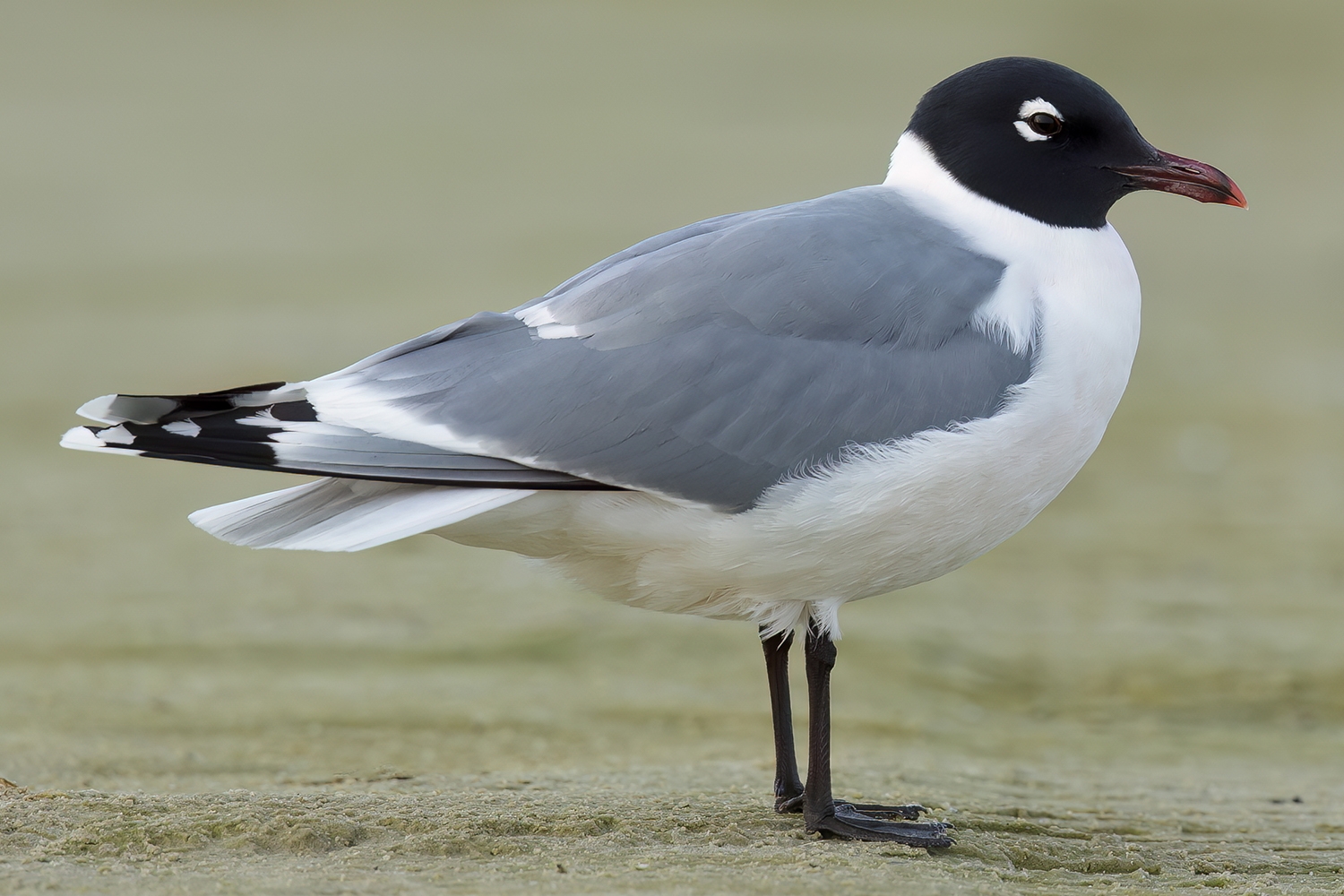 WABFranklinsGull-BT.jpg