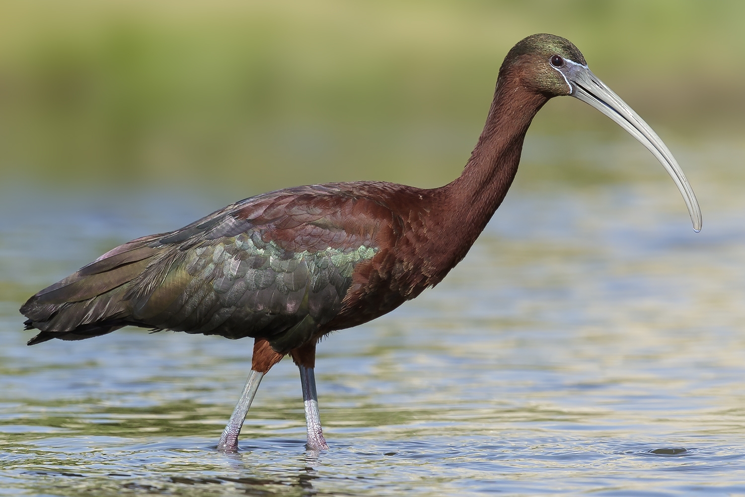 WABGlossyIbis-BS.jpg