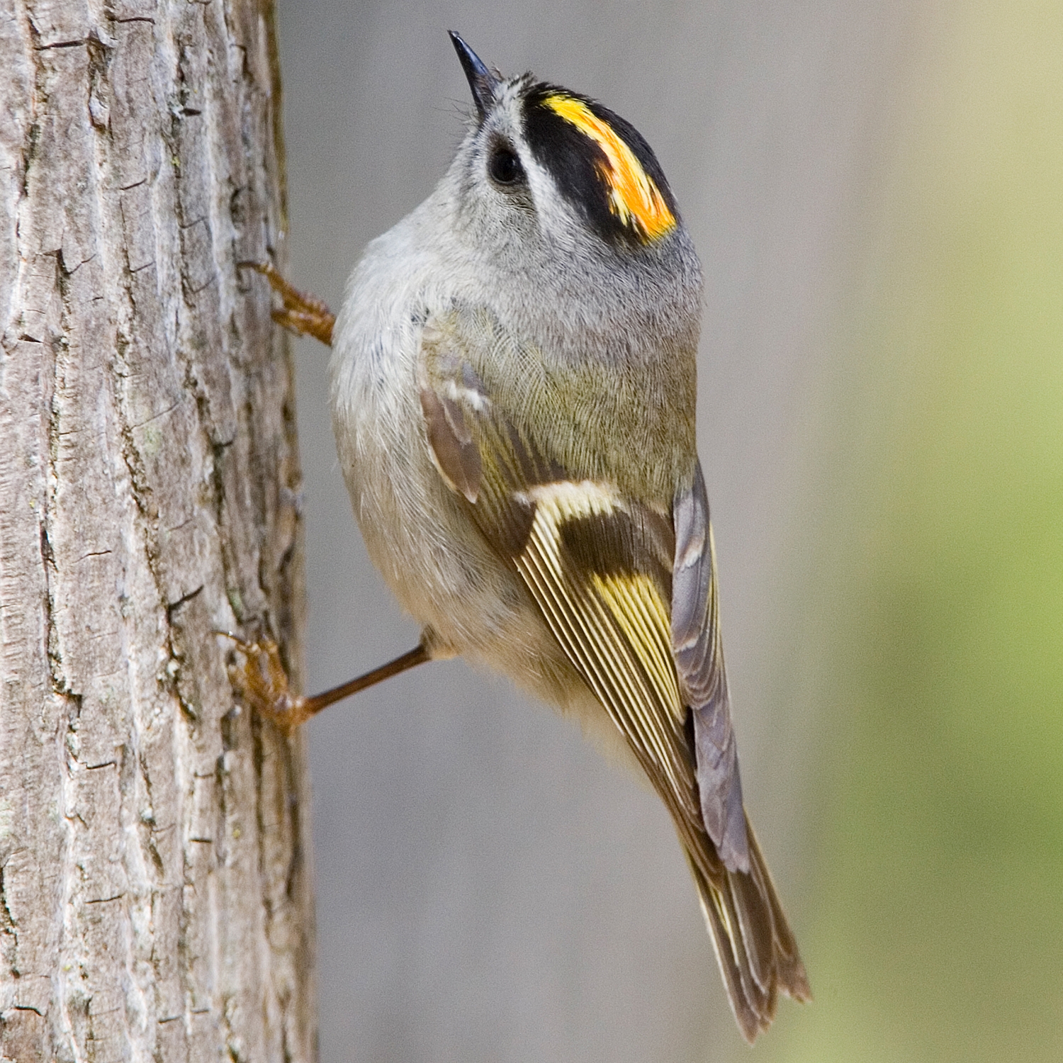 WABGoldencrownedKinglet-MKR.jpg