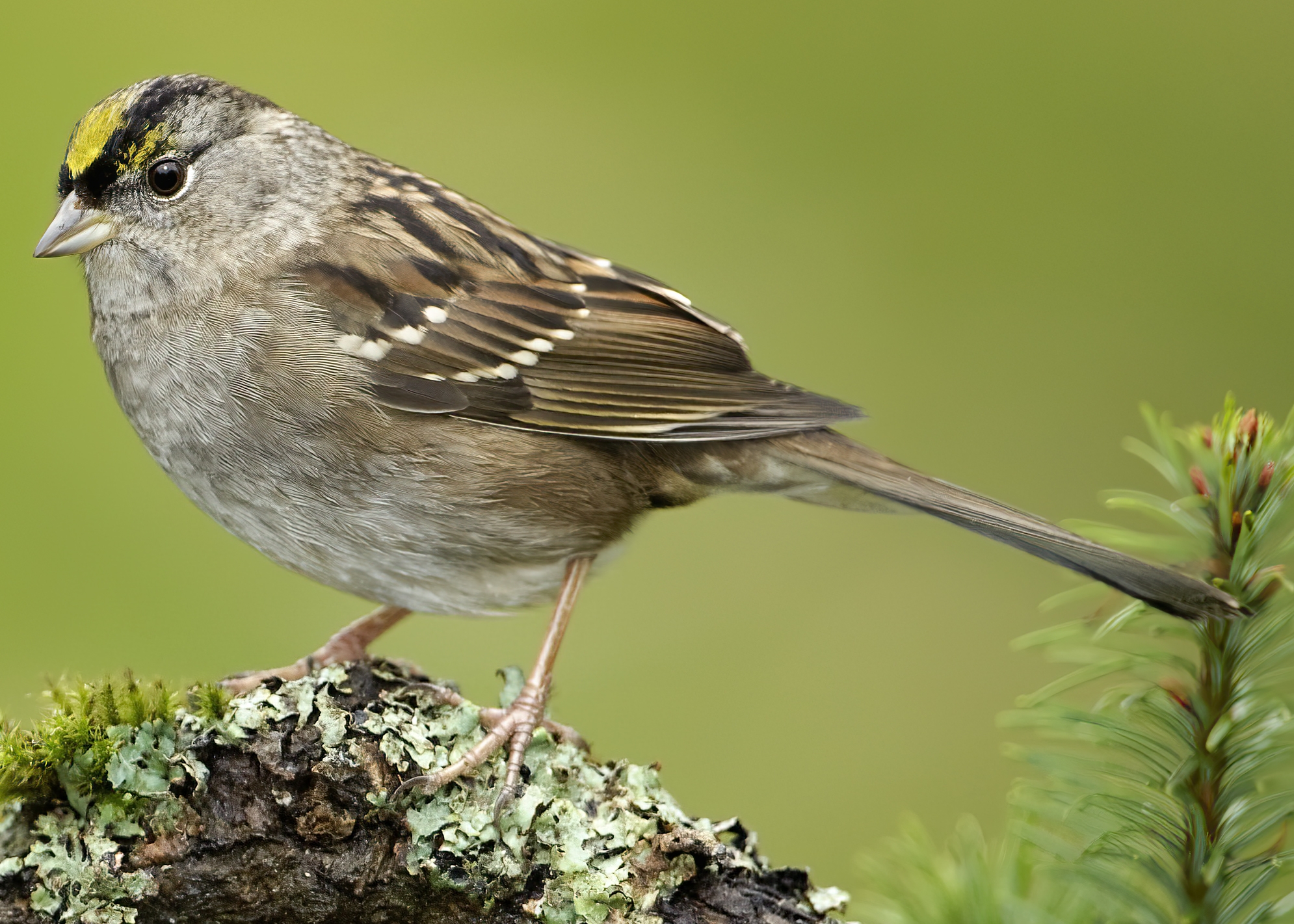 golden-crowned sparrow perched on a branch