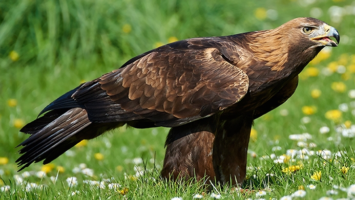 Golden eagle (Aquila chrysaetos)
