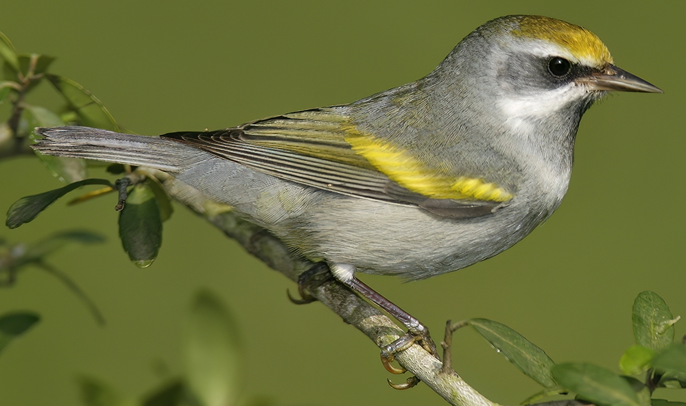 golden-winged warbler (Vermivora chrysoptera) [female]