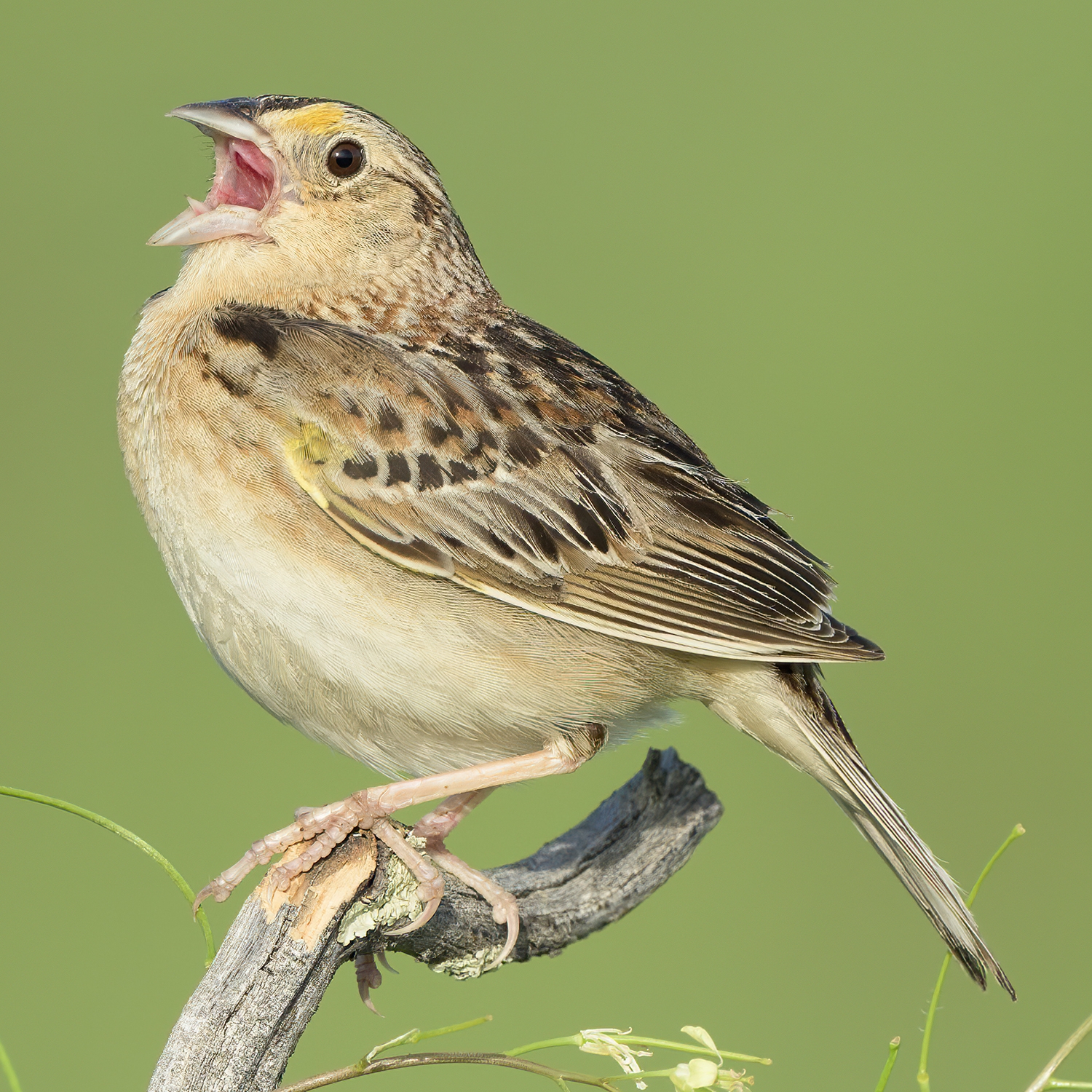 grasshopper sparrow perched on a branch singing