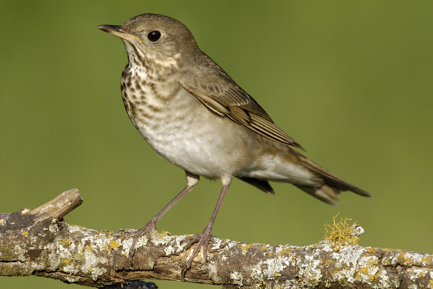 WABGraycheekedThrush-BT.jpg