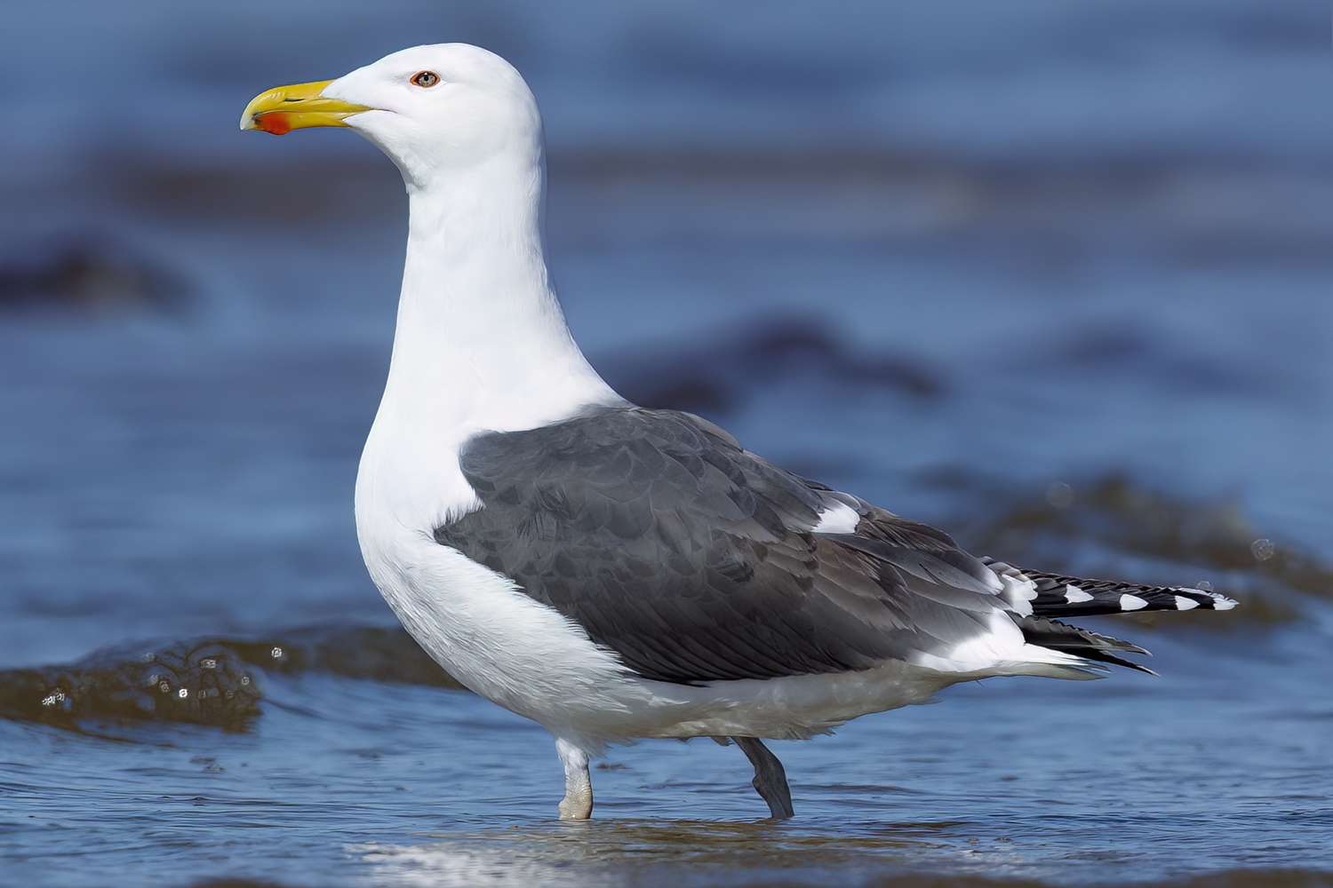 WABGreatBlackbackedGull-BT.jpg