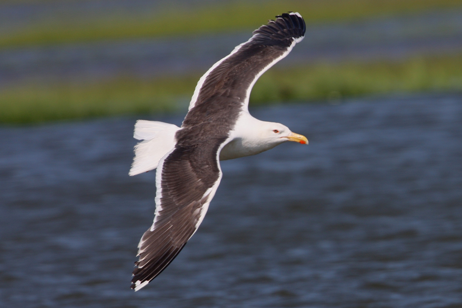 great black-backed gull flying
