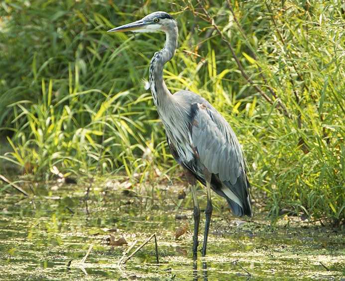 great blue heron