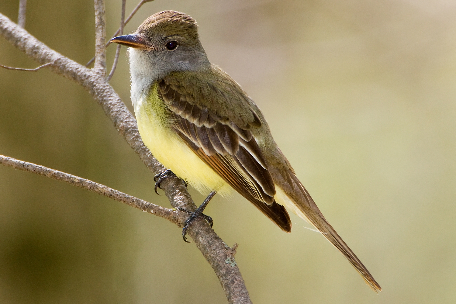 WABGreatCrestedFlycatcher-MKR.jpg