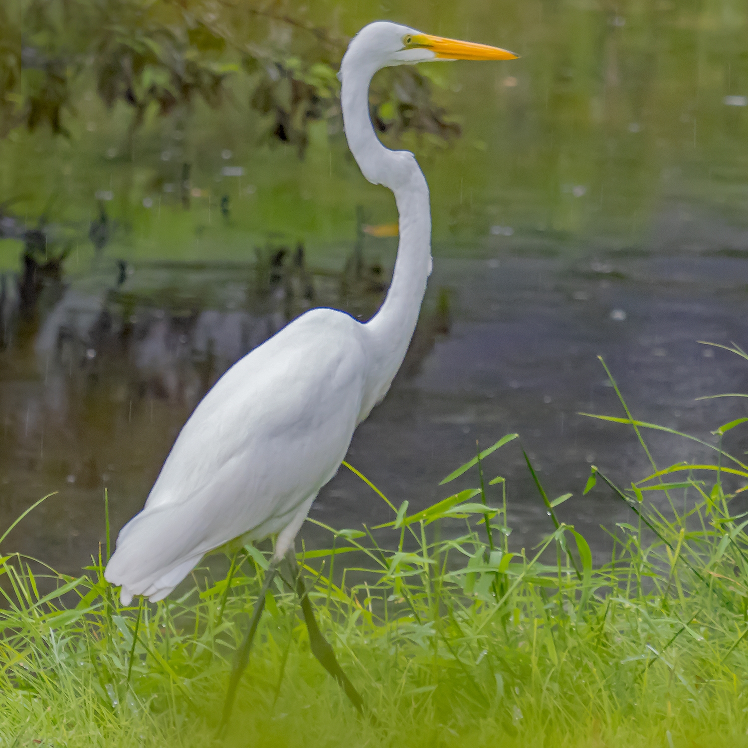 WABGreatEgret-DWB.jpg