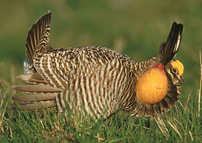 WABGreaterPrairiechicken.jpg