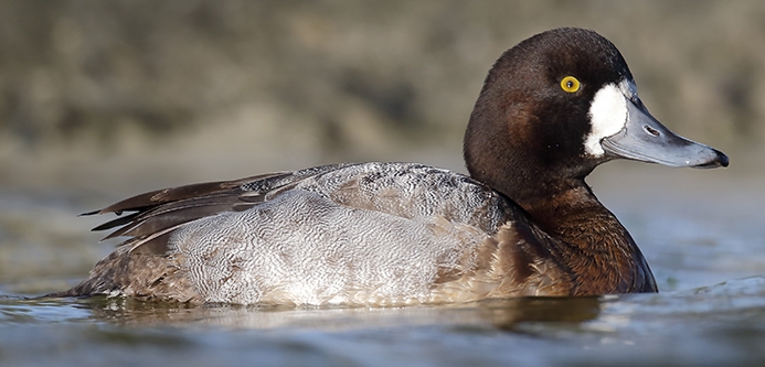 WABGreaterScaupFemale-P5.jpeg