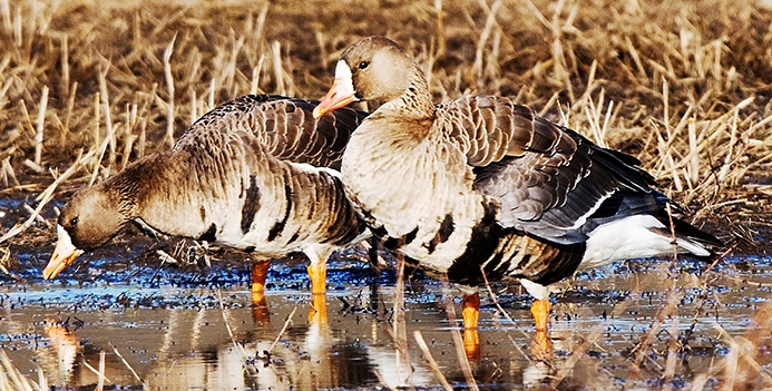 greater white-fronted goose (Anser albifrons) Photo © Davd W. Brewer