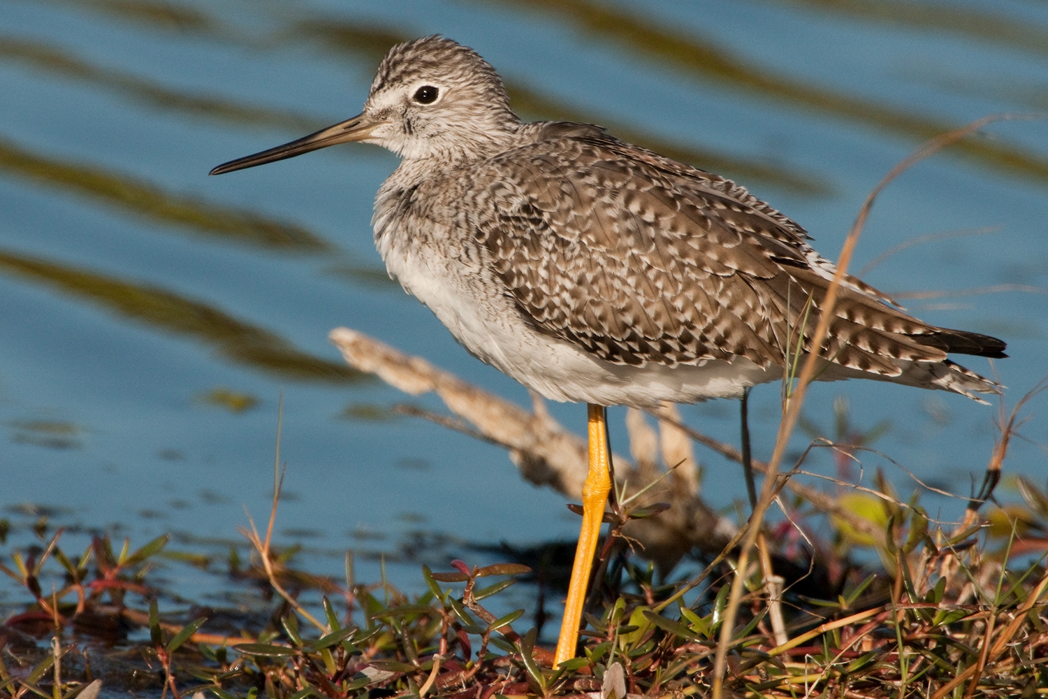 WABGreaterYellowlegs-MKR.jpg