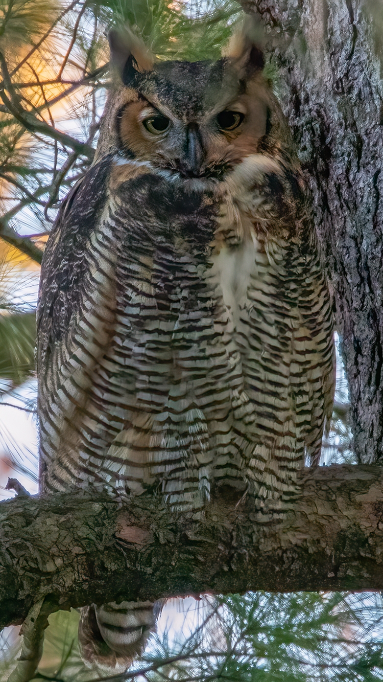 Early Morning Great Horned Owl