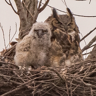 WABGreatHornedOwl1-DWB.jpg