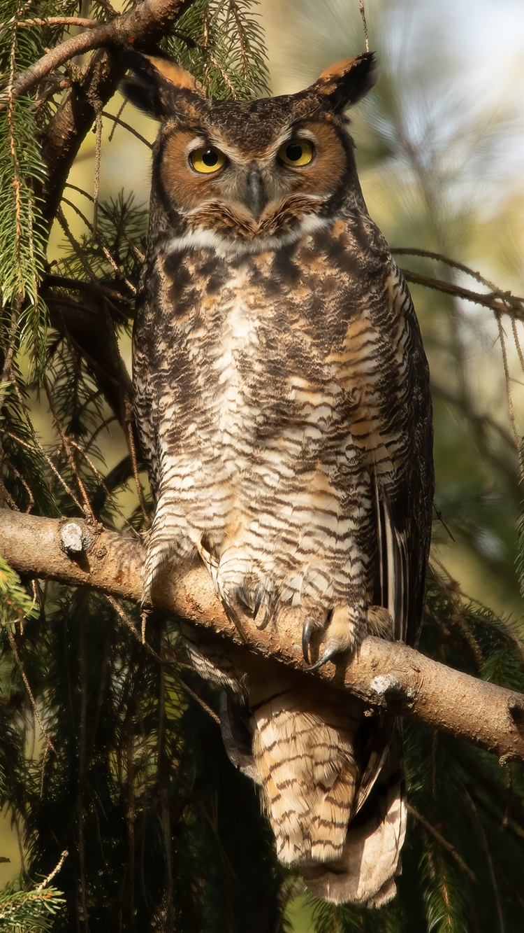 A Moment of Sunlight on a Gray Day
