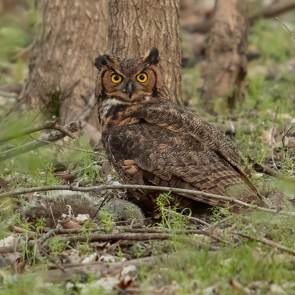 Great Horned Owl with Kill